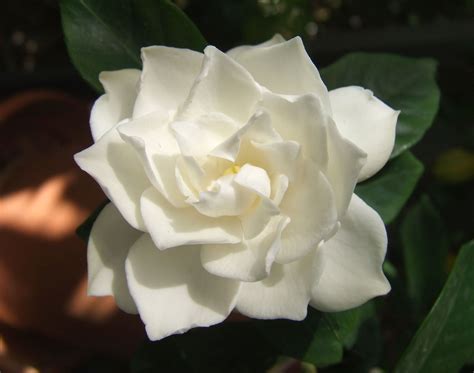 filewhite gardenia flowerjpg wikimedia commons