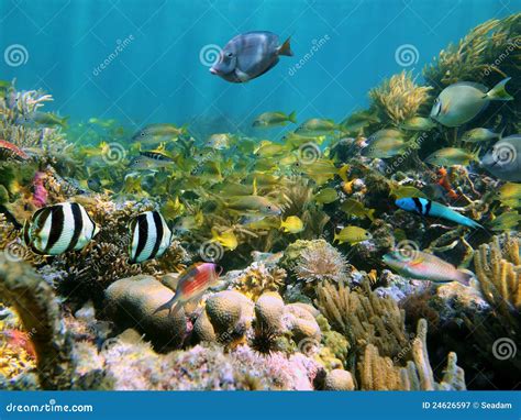 marine life   coral reef royalty  stock photography image