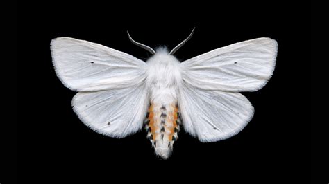 dark side moth lover urges birders audubon