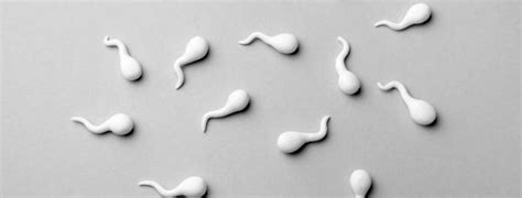 What Happens If We Release Sperm Daily Proven Facts Vs Myths