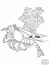 Krill Drawing Coloring Getdrawings sketch template