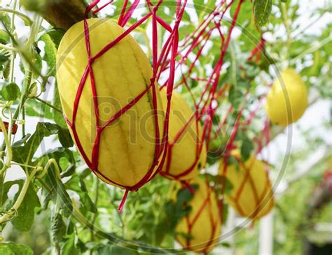 Image Of Yellow Melons Tied With Rope Bh105781 Picxy