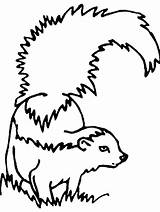 Coloring Skunk Pages Gaddynippercrayons sketch template