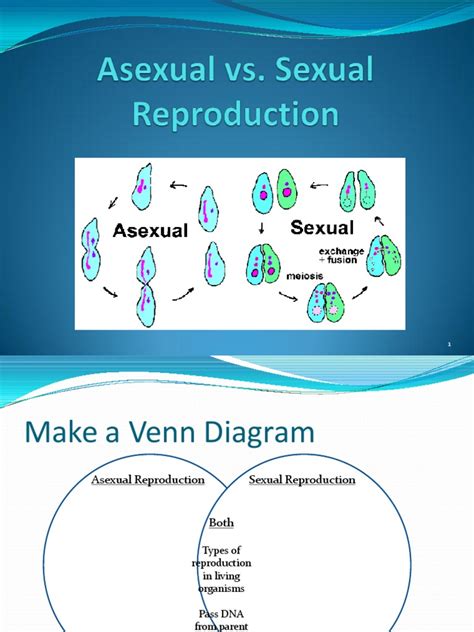 Asexual Vs Sexual Reproduction Powerpoint Sexual Reproduction