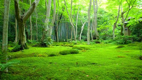 beautiful green grass covered forest  leafed trees  daytime