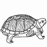 Turtle Coloring Pages Outline Es Kids Tortuga Tierra Box Google Printable Mandala sketch template