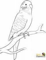 Parakeet Budgie Budgerigar Wellensittich Canary Parrot Malvorlage Finch Designlooter Vogel Parakeets sketch template