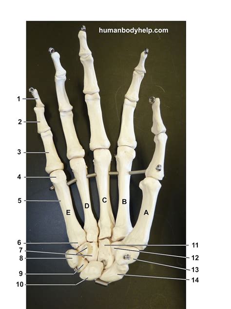 hand bones anterior human body