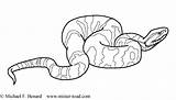 Coloring Pages Kids Cottonmouth Snake Tiger Herpetological Making Color Toad Mister Showing Salamander Larval Another sketch template