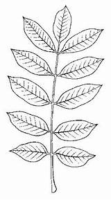 Sumac Poison Drawing Vernix Toxicodendron Illustrated Helpful Guide Plants Poisonous Plant Create Choose Board sketch template