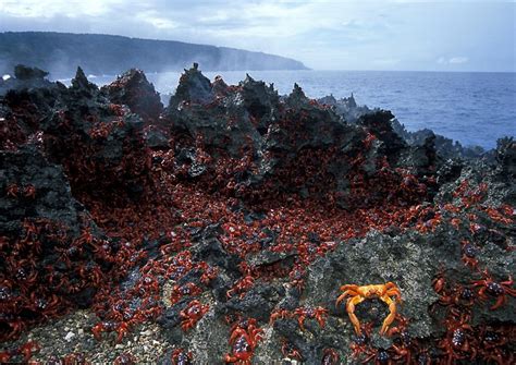 christmas island top  experiences