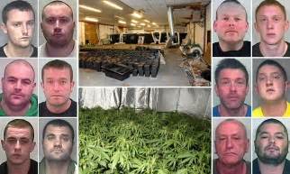 twelve man gang jailed for 52 years over cannabis factory that made £2m