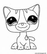 Coloring Pet Shop Pages Cat Littlest Lps Printable Shorthair Cats Template Color Info sketch template