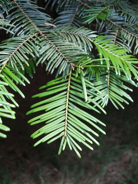 meet  species  fir trees
