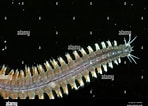 Afbeeldingsresultaten voor "Nereis Longissima". Grootte: 148 x 106. Bron: www.alamy.com