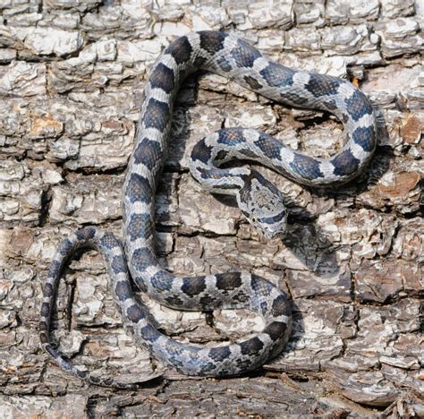 baby snake season virginia dgif