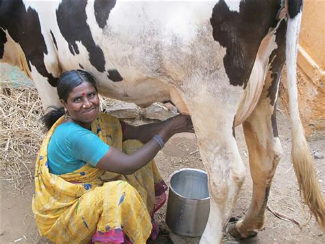 chilling milk directly from the cow for india s dairy farmers modern