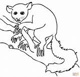 Lemur Aye Coloring Pages Printable Sifaka Silhouette Template Color Baby Powered Results Bing Getdrawings sketch template