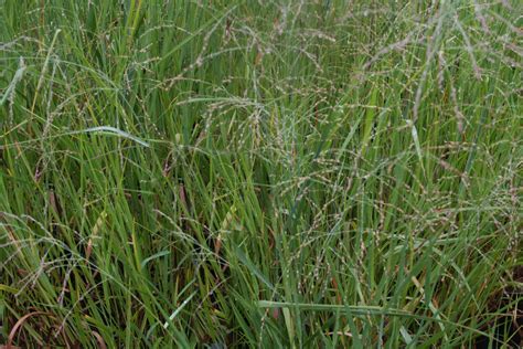 species spotlight the native grasses part one edge of the woods