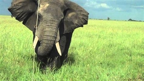 charging elephant youtube