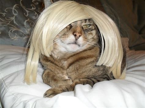 29 cats that have more sex appeal than you