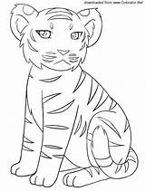 Tigre Imagem sketch template