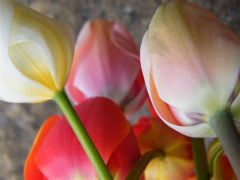 garden diaries easter tulips