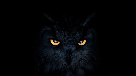 dark owl wallpapers