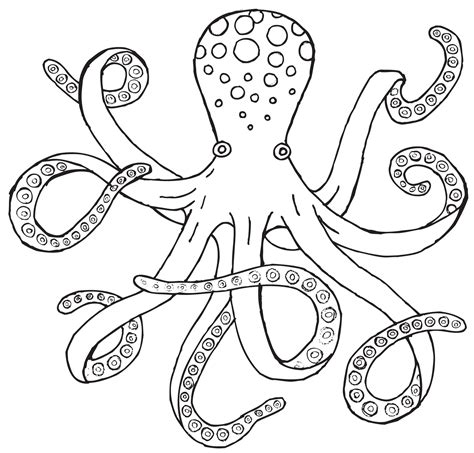 realistic octopus drawing  getdrawings