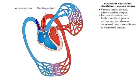 structures  affect circulation venous return youtube