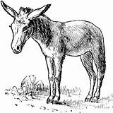 Burro Etc Clipart Usf Edu Drawings Donkey Gif Donkeys Medium Original Large sketch template