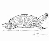 Turtle Slider Eared Turtles Supercoloring sketch template