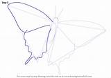 Swallowtail Butterfly Draw Step Drawing Wing Right Make sketch template