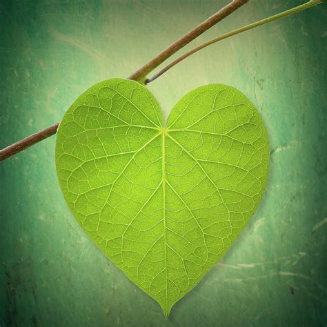 leaf green heart shaped  philippe sainte laudy photography