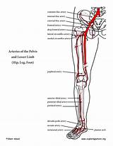 Arteries Lower Leg Limb Pelvis Hip Foot Anatomy Advanced High Color sketch template