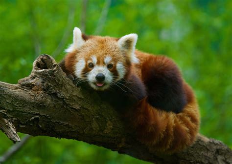 endangered red panda     special survivableworld