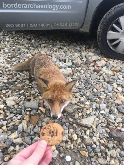 Hungry Like The Fox — Border Archaeology