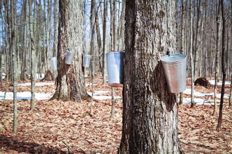 homemade maple syrup tapping  maple trees