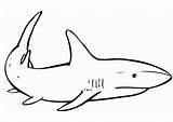 Haai Kleurplaat Grote Shark Coloring Printen sketch template