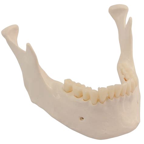 replacement  jaw  teeth  skeleton models  xa