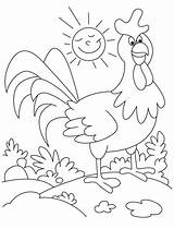 Rooster Wander Sunny Around Coloring sketch template