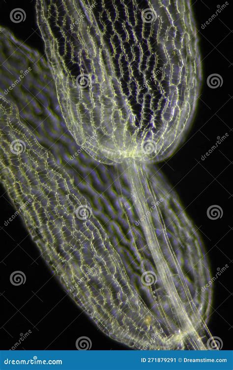microscopic view  peat moss sphagnum detail stock image