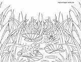 Frosch Malvorlage Teich Ausmalbild Malvorlagen Tegning Fro Schilf öffnen Großformat Akande sketch template