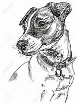 Russel Terrier Hond Zeichnen Terriers sketch template