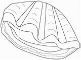 Moluscos Clam Coquillage Concha Limpet Getdrawings Coloriages sketch template