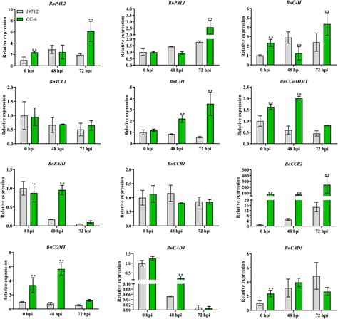 frontiers overexpression of cinnamoyl coa reductase 2 in brassica