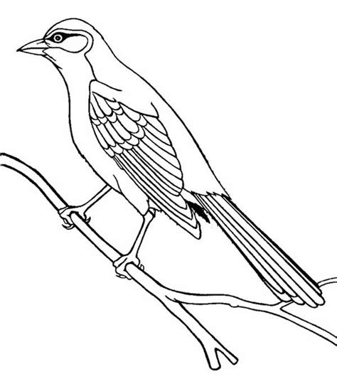 guira cuckoo bird coloring pages coloring sky