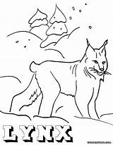 Lynx Coloring Pages Colorings sketch template