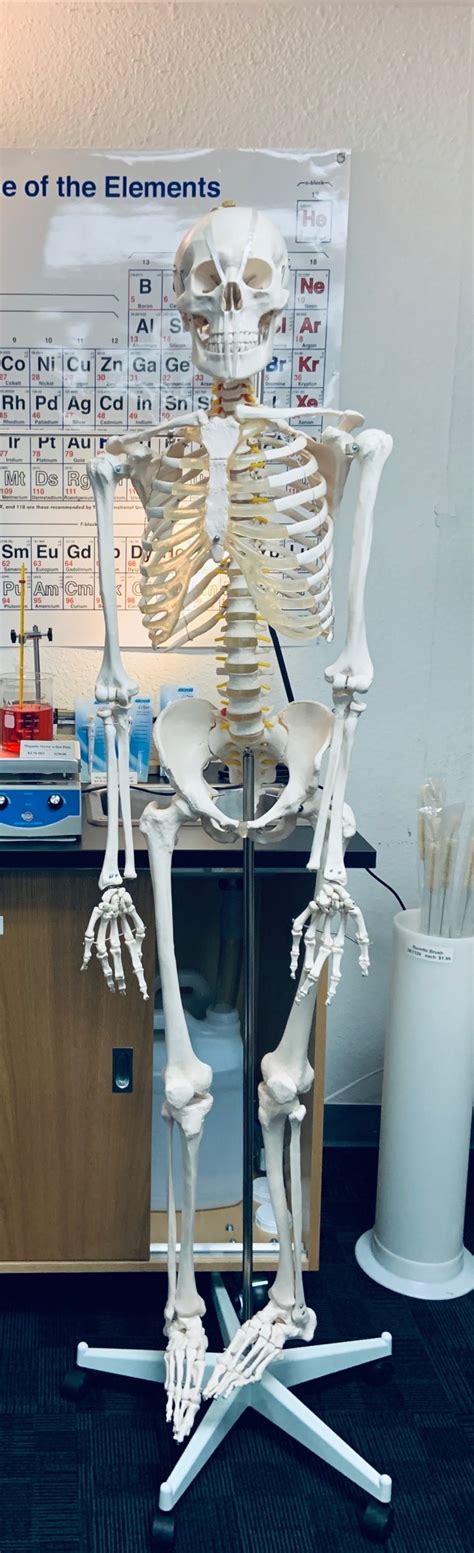 Plastic Life Sized Skeleton Model 67″ Height Klm Bio Scientific