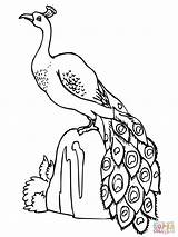 Peacock Drawing Outline Coloring Sketch Easy Line Drawings Pages Peacocks Kids Painting Glass Standing Stone Draw Printable Clipart Sketches Simple sketch template